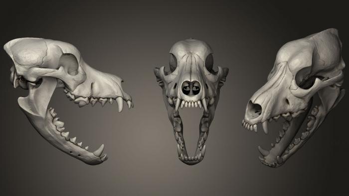 Anatomy of skeletons and skulls (ANTM_0396) 3D model for CNC machine
